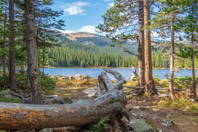 Scenic view of lake and trees in forest