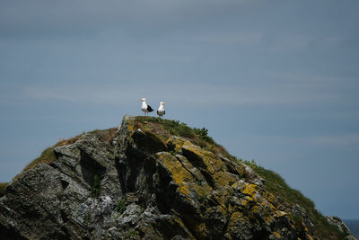 Bird perching on rock against sky