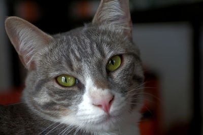 Close-up portrait of cat