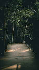Footpath amidst trees in forest