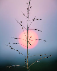 Close-up of plant against sky during sunset