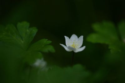 Close-up of white flower