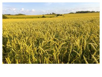 Scenic view of wheat field against sky