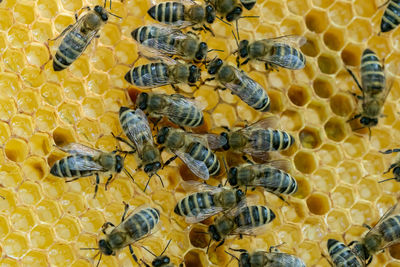 High angle view of bee on yellow sea