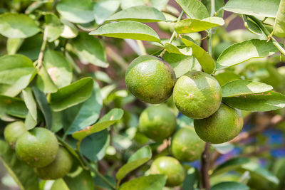 Close-up of fruits growing on tree