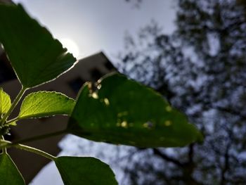 Close-up of fresh green leaves against sky