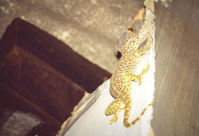 Close-up of gecko on wall