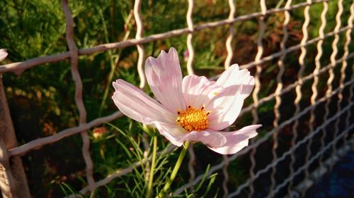 Close-up of cosmos flower blooming by fence