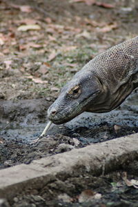 Komodo dragons are protected animals originating from labuan bajo,  indonesia
