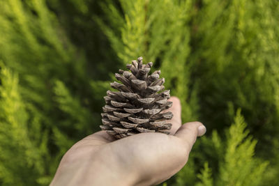 Close-up of hand holding pine cone against trees