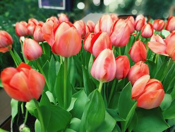 Close-up of red tulips