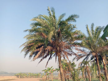 Low angle view of palm trees against clear sky