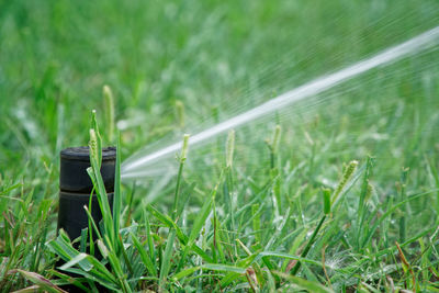 Close-up of wet grass on field