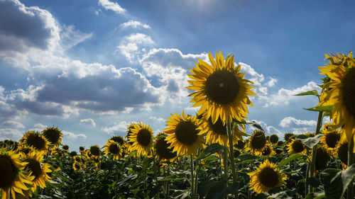 Close-up of yellow flowering plants on field against sky