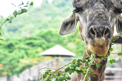 Close-up of a horse