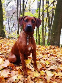 Portrait of dog sitting on grass