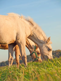 Horses grazing on grassy field