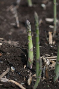 Close-up of plant growing on field