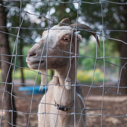 View of chainlink fence in zoo