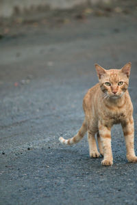 Portrait of cat on street in city