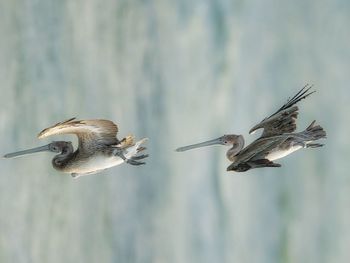 Close-up of bird flying against sky