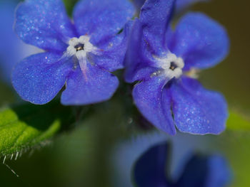 Close-up of purple flower