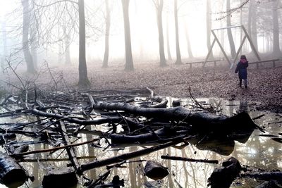 Trees in forest