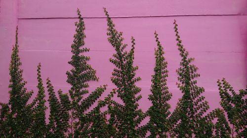 Low angle view of plants against wall