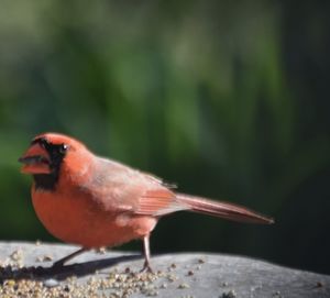 Close-up of a bird