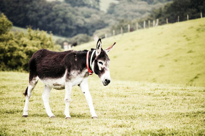 Horse standing in a field