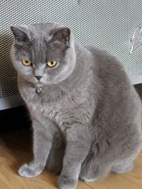 Close-up portrait of a cat