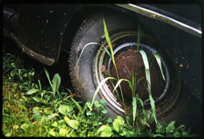 Plants in parking lot