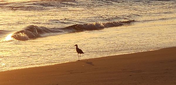 View of birds on beach