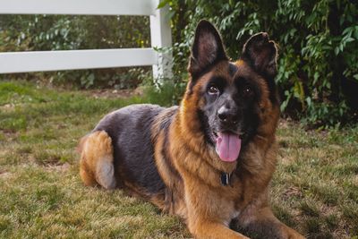 Portrait of a dog on field