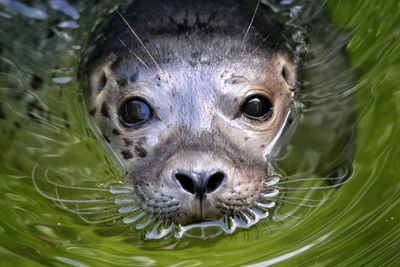 Close-up portrait of seal