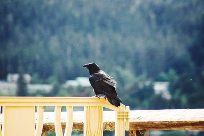 Close-up of bird perching on railing against trees