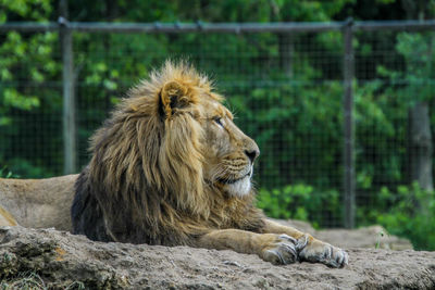 View of a lion in zoo