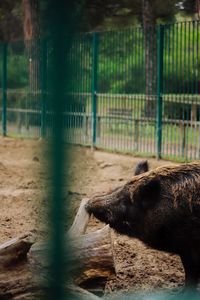 View of an animal in zoo