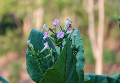 Close-up of purple flowering plant