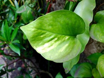 Close-up of fresh green leaves