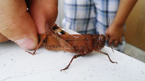 Close-up of man preparing food