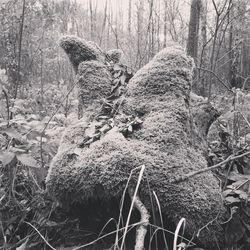 Close-up of tree trunk in forest