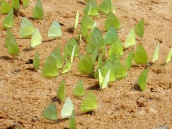 Close-up of plants