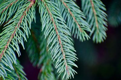 Close-up of evergreen tree needles