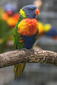 Close-up of rainbow lorikeet perching on branch