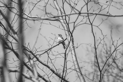 Bird on branch of bare tree