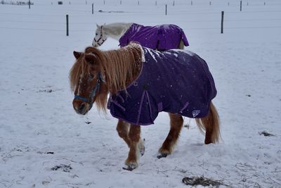 Side view of horse standing on snow covered field