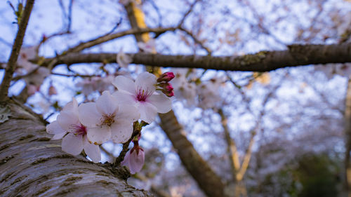 Close-up of pink cherry blossom tree