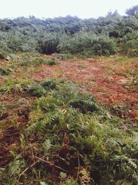 Scenic view of grassy landscape