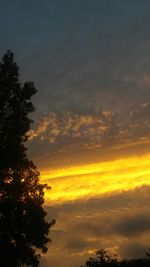 Low angle view of trees at sunset